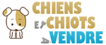 Chiots � vendre